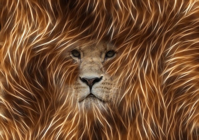 Free lion image editing graphic illustration