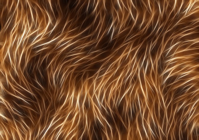 Free lion image editing graphic illustration