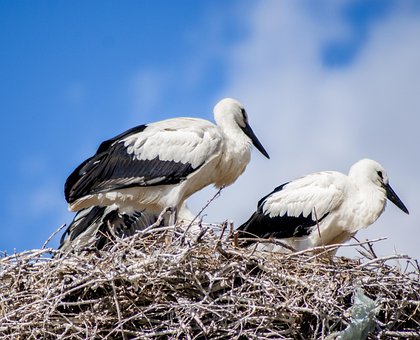 Stork, Hvid Stork, Reden, Fugl, Fugle