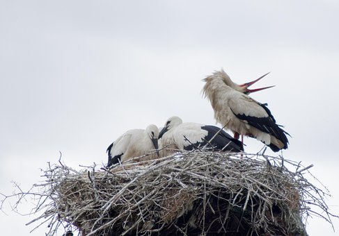 Stork, Hvid Stork, Fugle, Reden, Fugl