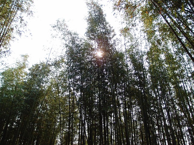 Free Bamboo Sun photo and picture