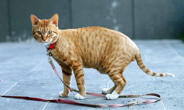 Free Cat Cute photo and picture
