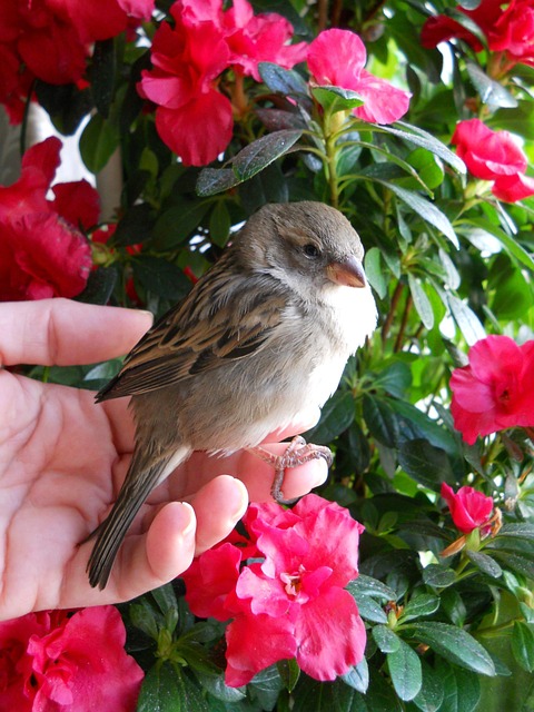 Free Sparrow Bird photo and picture