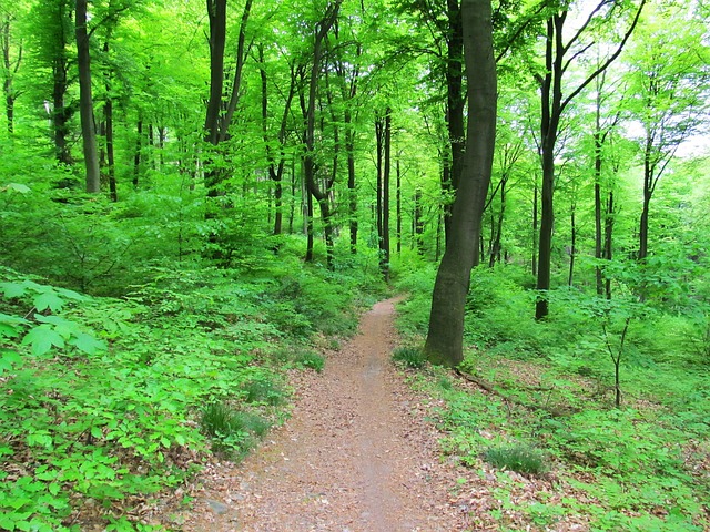 Skov, Træer, Natur, Grøn