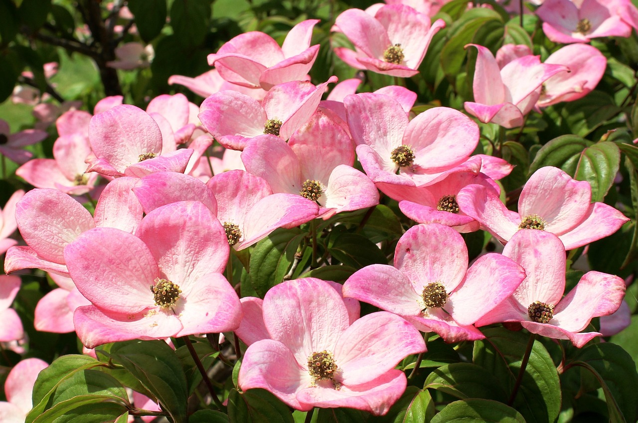 Dogwood - free online jigsaw puzzle photo