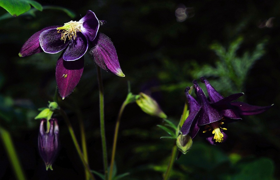 Flower Flowers Purple Color · Free photo on Pixabay