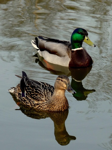 Free Drake Duck photo and picture