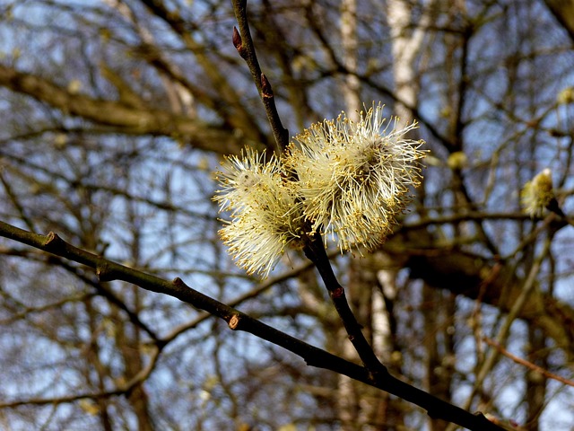 Free Nature Willow photo and picture