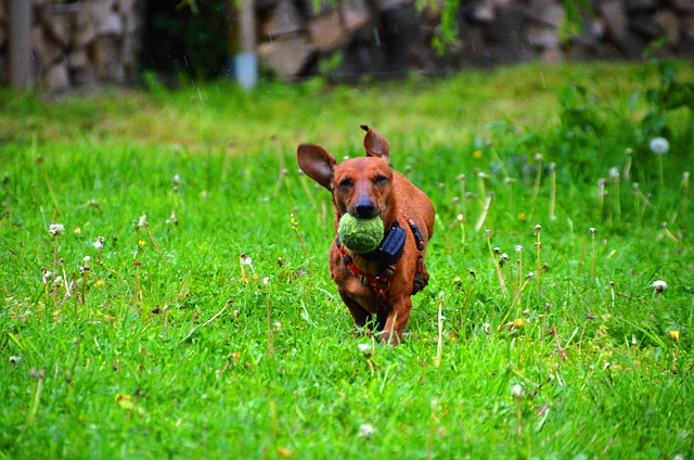 Free Dachshund Dog photo and picture