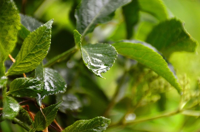 Free Leaf Water photo and picture