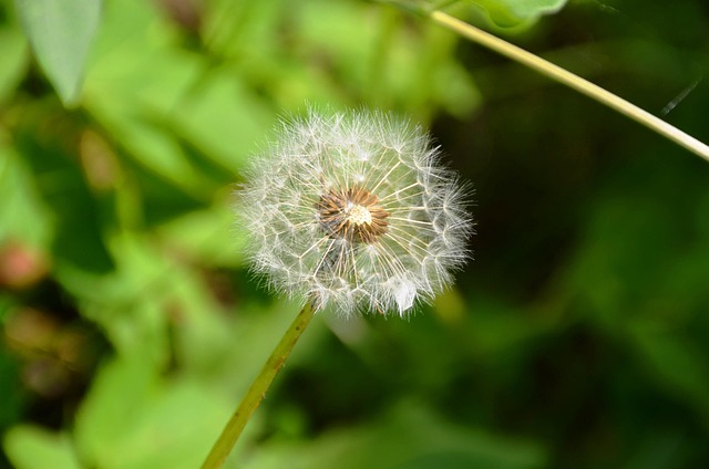 Free Dandelion Seeds photo and picture