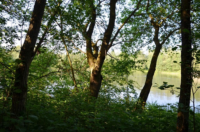 Free Lake Trees photo and picture