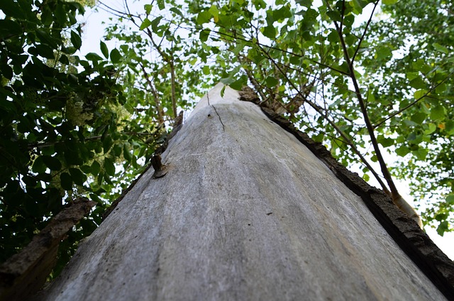 Free Tree Tree Trunk photo and picture