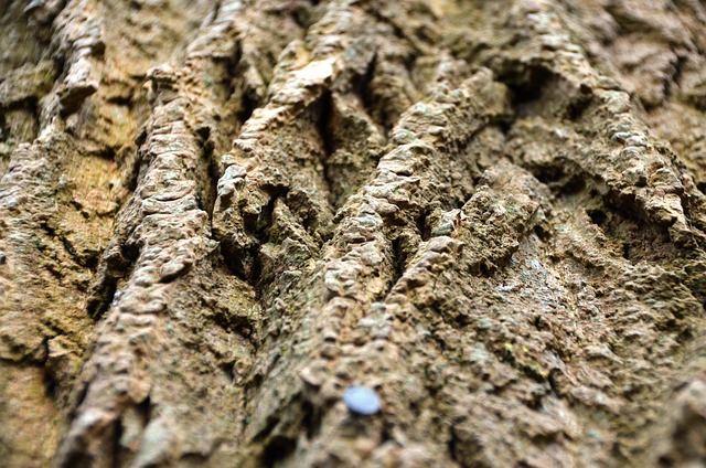 Free Bark Tree photo and picture