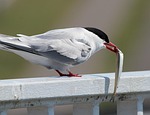arctic tern, eat, fish