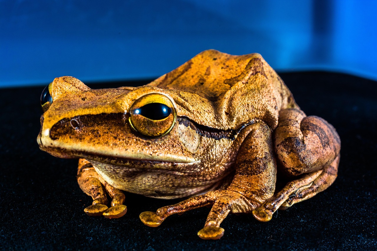 Tree Frog - free online jigsaw puzzle photo