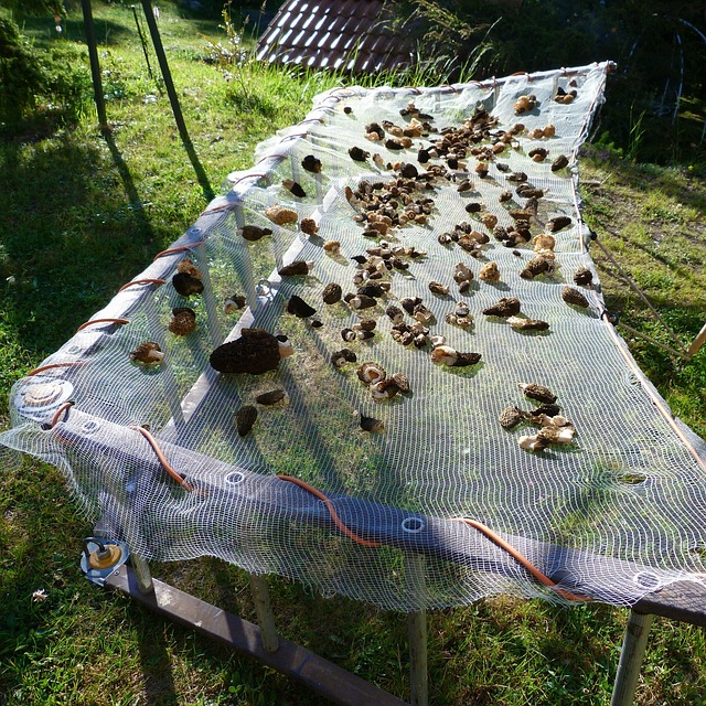 Free Mushrooms Morels photo and picture