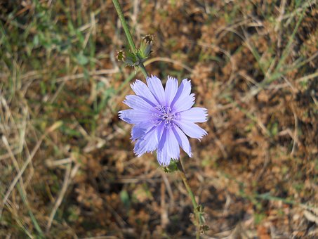 Free Flower Garden photo and picture