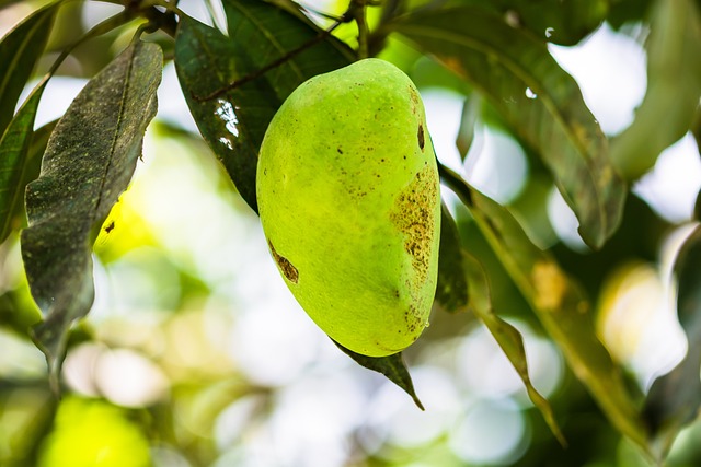 Mango Mangoboom Vruchten · Gratis foto op Pixabay