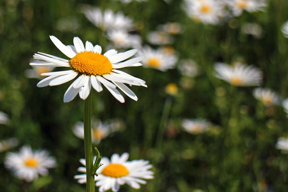 Daisy Botanical Daisies Blossoms Plant - Free photo on Pixabay - Pixabay