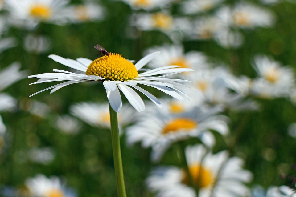 Daisy Botanical Daisies Blossoms Plant - Free photo on Pixabay - Pixabay
