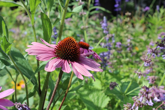 Solhat, Blomst, Blomstre, Blomst Tapet