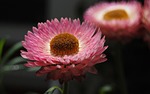 helichrysum, strawflower, flowers