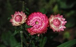 helichrysum, strawflower, flowers