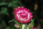 helichrysum, strawflower, flowers