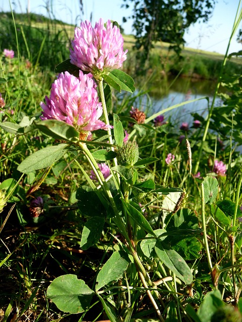 Free Clover Nature photo and picture