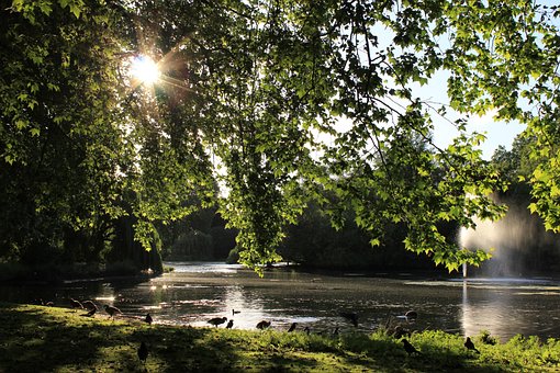 Lago, Agua, Sol, Natureza, Patos