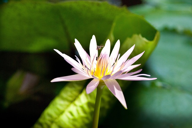 Lotus, Blume, Blühen, Seerose, Rosa
