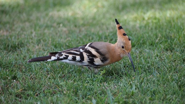 Abubilla Pájaro Verano Animal Naturaleza A