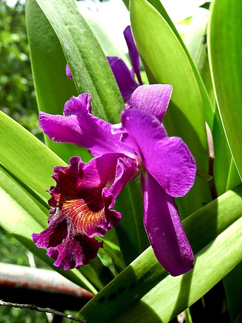 Blume, Orchidee, Lila, Flora, Pflanze