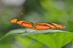 dryas julia, julia longwin, butterfly