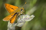 moth, nature, insect