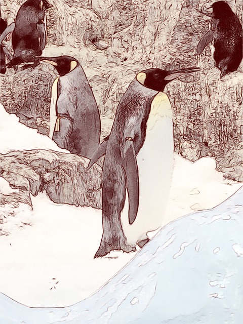 Download free HD stock image of King Penguins Nature Free king penguins nature penguin illustration