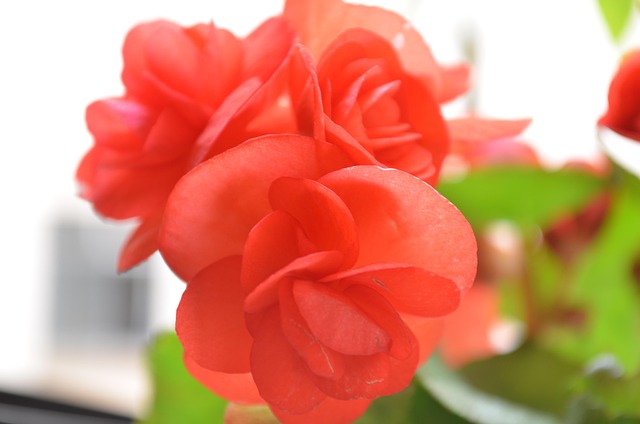 Free Flowers Nature photo and picture