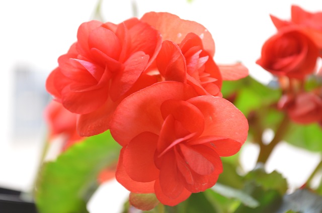Free Flowers Flower photo and picture