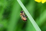 drone, honey bee, male