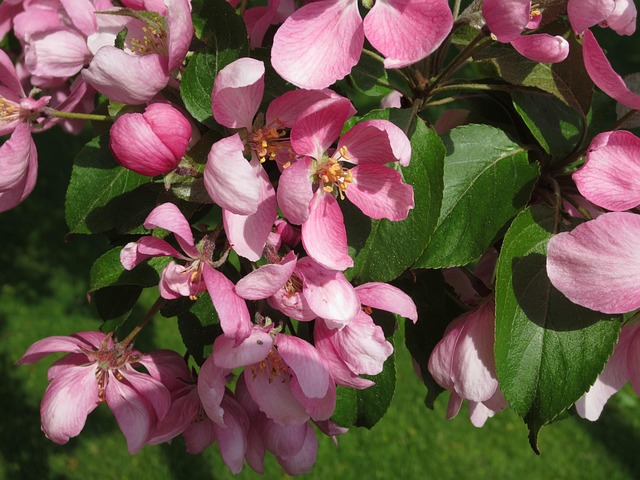 Free Apple Tree Flower photo and picture