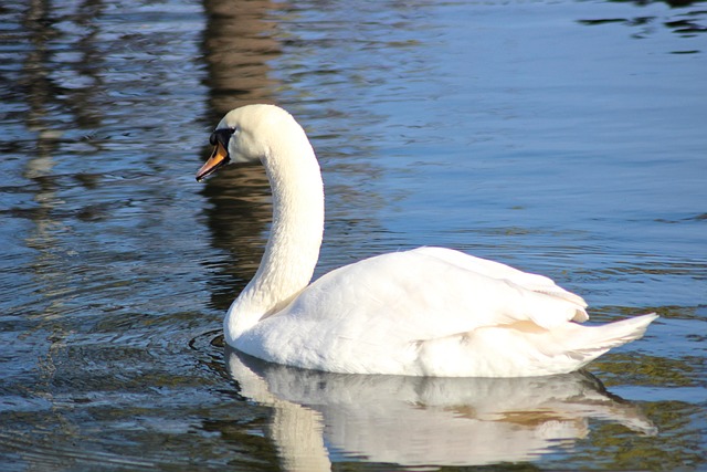 Free Bird Swan photo and picture