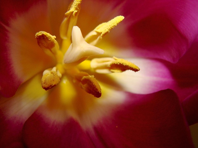 Free Flower Tulip photo and picture
