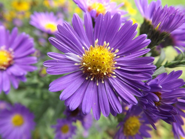 Free Flower Purple photo and picture