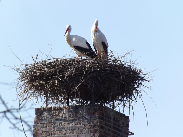 Free Animals Birds photo and picture