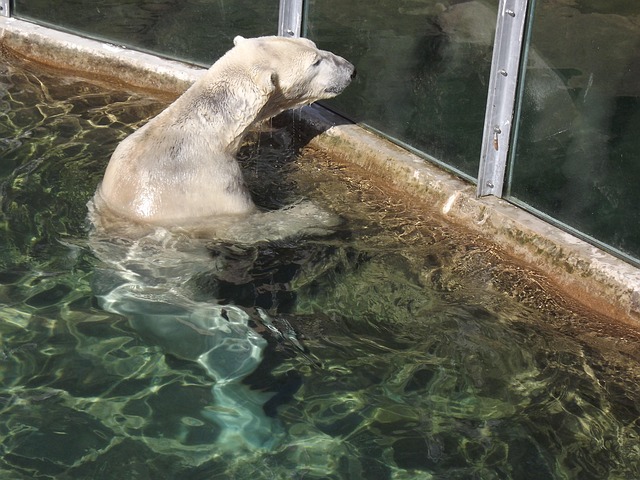 Free Bear Icebear photo and picture