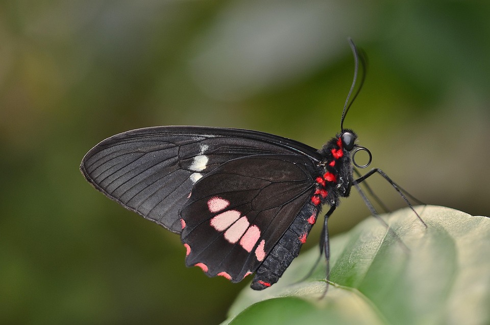 Schmetterling Schwarz Rot