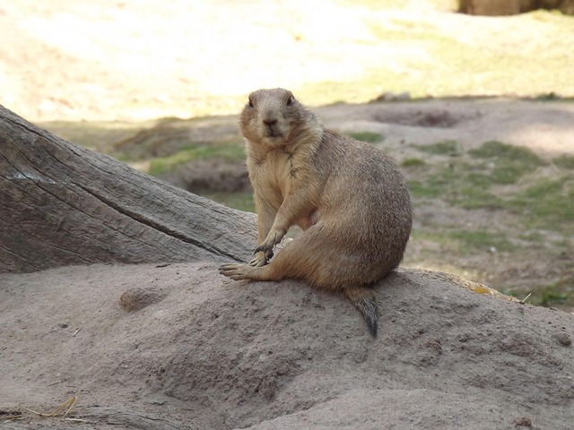 Free Animal Mammal photo and picture