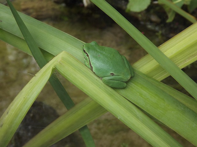 Free Animal Nature photo and picture