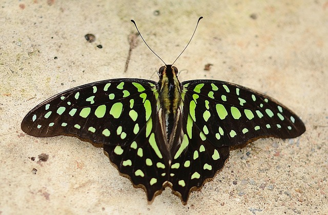 green malachite butterfly, green, niagara butterfly conservatory, exotic insect, wildlife, brown butterfly
